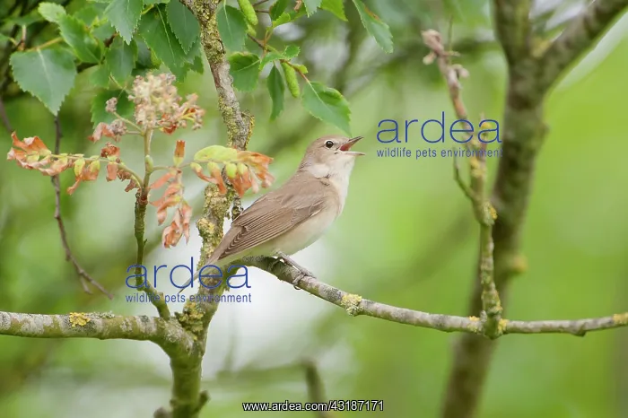 : Garden Warbler : Garden Warbler
