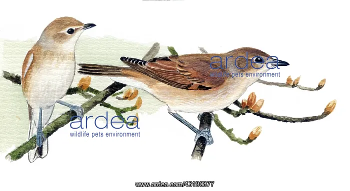 : Garden Warbler : Garden Warbler