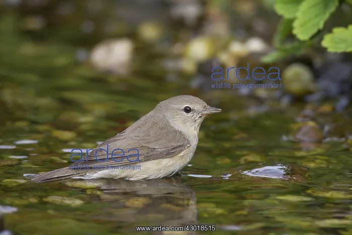  : Garden Warbler adult bird bathing