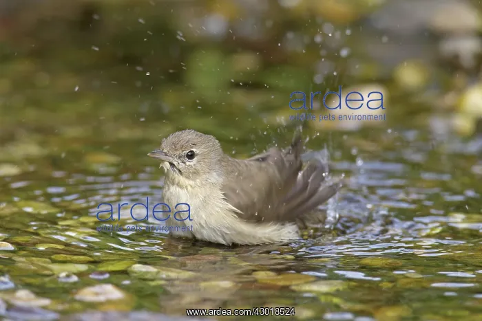  : Garden Warbler adult bird bathing
