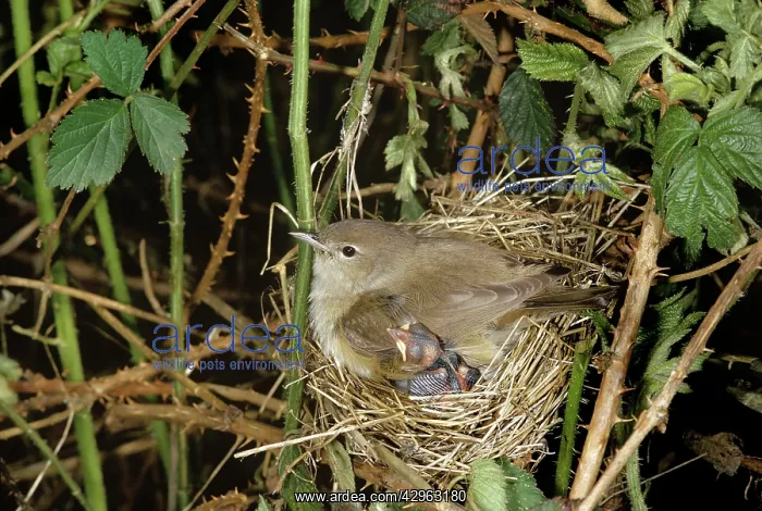 : Garden Warbler - brooding : Garden Warbler - brooding
