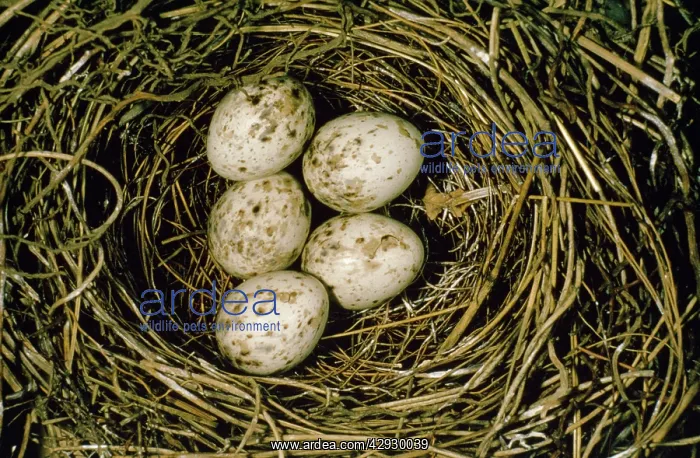 : Garden Warbler - eggs in nest : Garden Warbler - eggs in nest