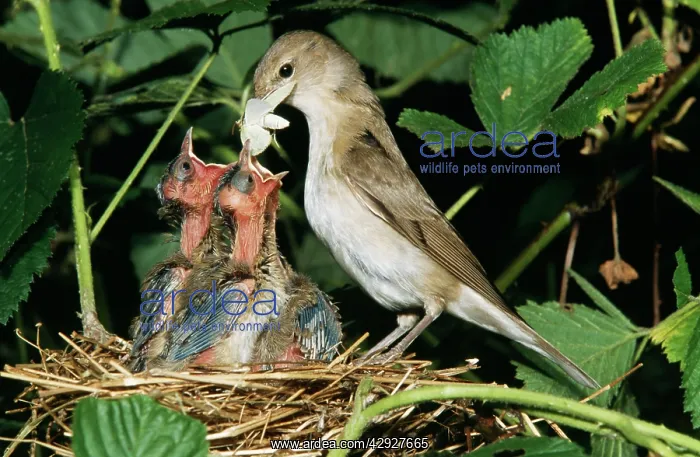 : Garden WARBLER - feeding young : Garden WARBLER - feeding young