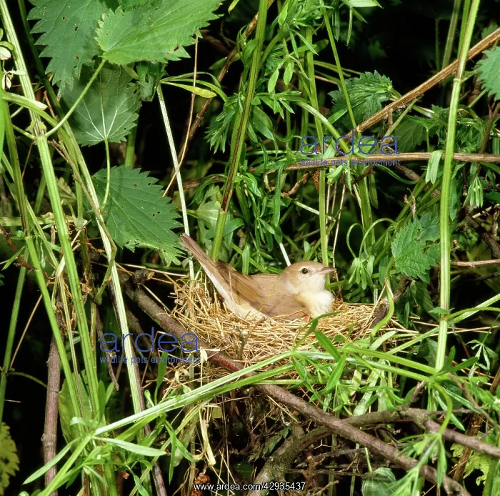 : Garden Warbler - on nest : Garden Warbler - on nest
