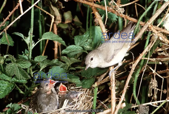 : GARDEN WARBLER - at nest with chicks : GARDEN WARBLER - at nest with chicks