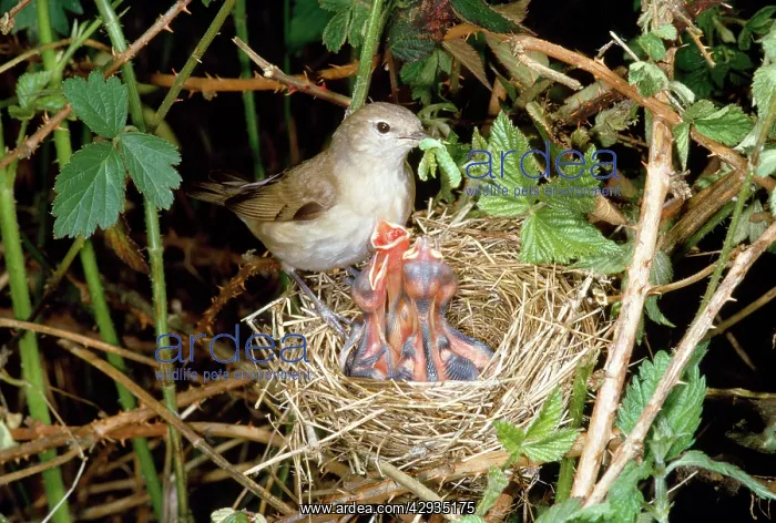: Garden Warbler - at nest feeding young : Garden Warbler - at nest feeding young