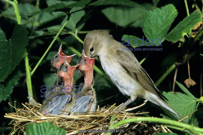: Garden Warbler - parent bird feeding chicks : Garden Warbler - parent bird feeding chicks