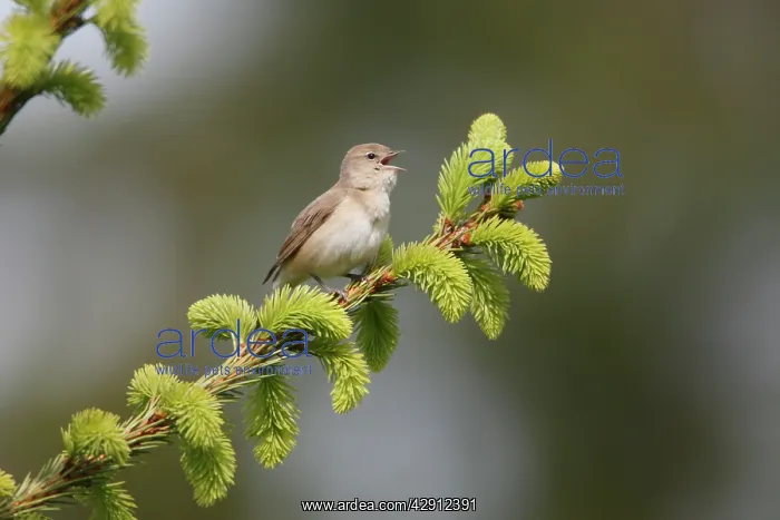 : Garden Warbler - perched on fir tree branch - singing : Garden Warbler - perched on fir tree branch - singing