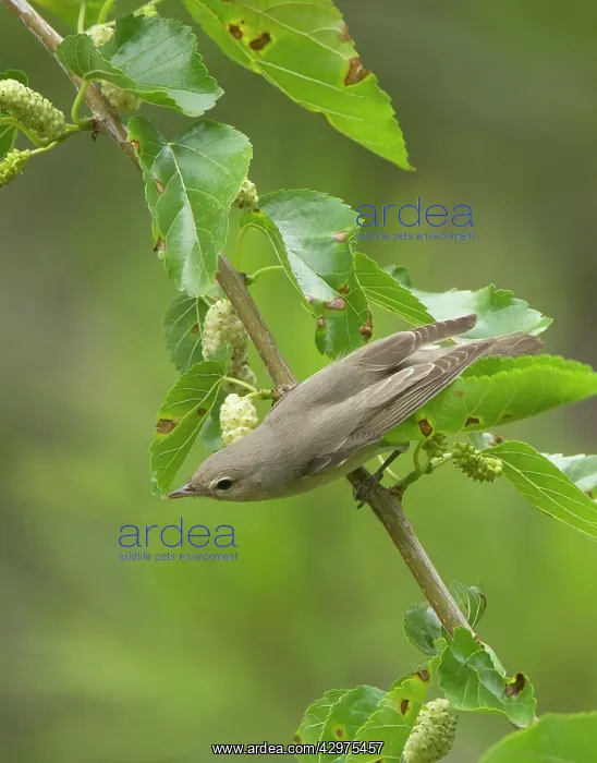: Garden Warbler - perched in mulberry tree - May : Garden Warbler - perched in mulberry tree - May