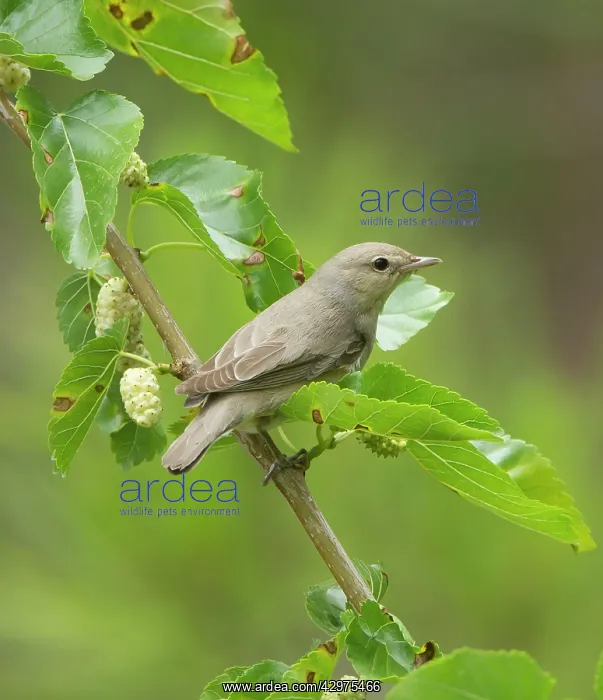 : Garden Warbler - perched in mulberry tree - May : Garden Warbler - perched in mulberry tree - May