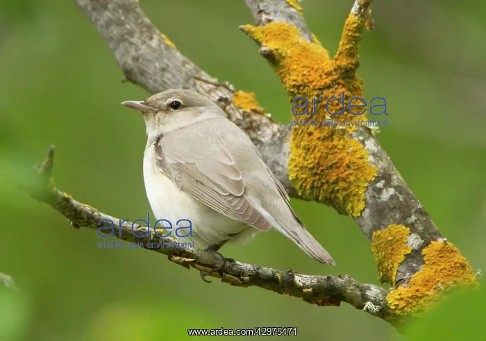 : Garden Warbler - perched in mulberry tree - May : Garden Warbler - perched in mulberry tree - May