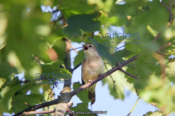  : Garden Warbler - singing