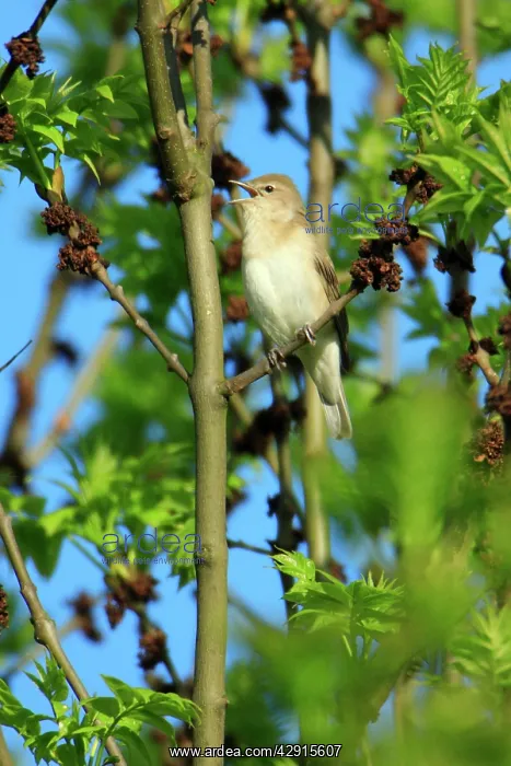 : Garden Warbler - singing from ash tree : Garden Warbler - singing from ash tree