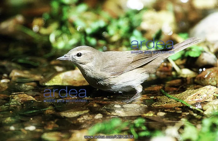 : Garden Warbler - at water : Garden Warbler - at water