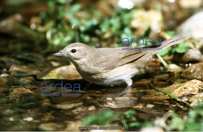 : GARDEN WARBLER - in water : GARDEN WARBLER - in water