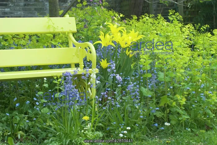 : Garden - Yellow Bench and Lily flowering West : Garden - Yellow Bench and Lily flowering West