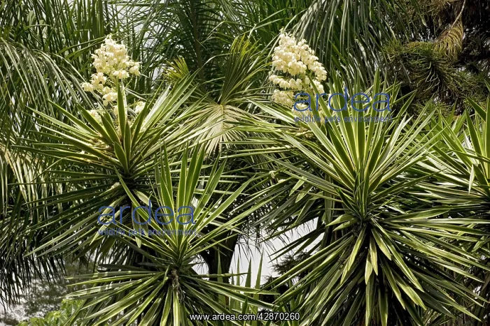  : A Garden Yucca