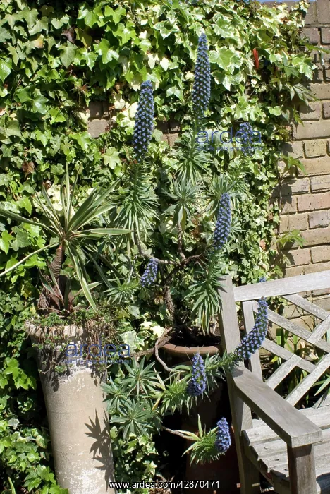  : Garden - Yucca in chimney and blue flowered Echium