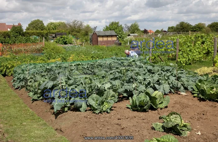 : Gardener tending vegetables on allotment : Gardener tending vegetables on allotment