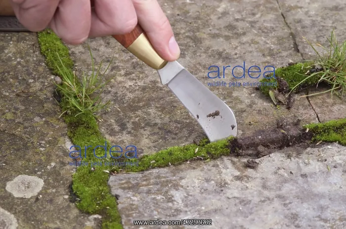: Gardener weeding : Gardener weeding