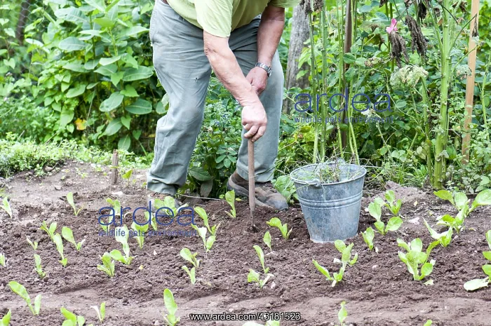 : Gardener weeding his garden in summer, Moselle : Gardener weeding his garden in summer, Moselle