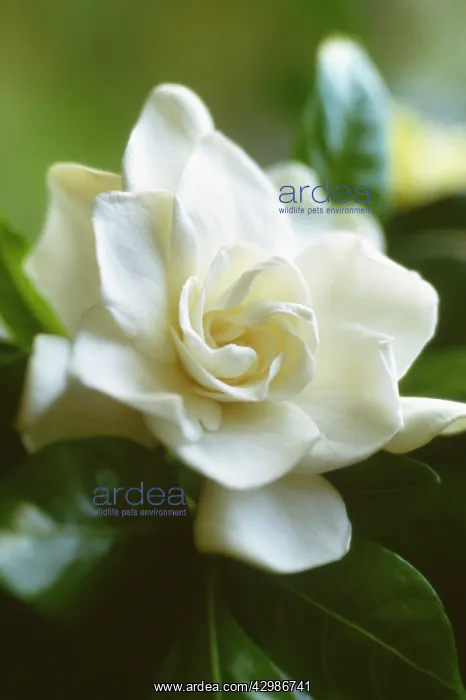 : Gardenia, Gardenia augusta : Gardenia, Gardenia augusta