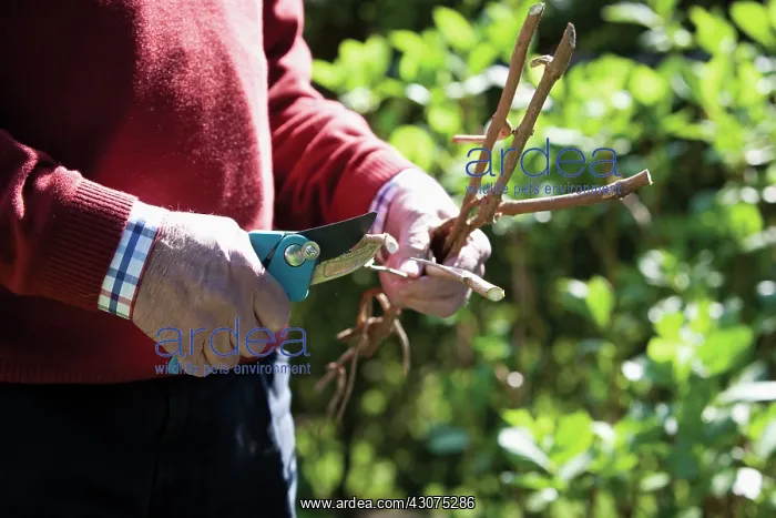 : Gardening : Gardening