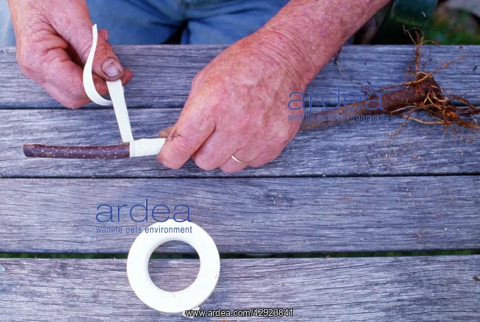 : Gardening - Apple Grafting showing grafting Tools : Gardening - Apple Grafting showing grafting Tools