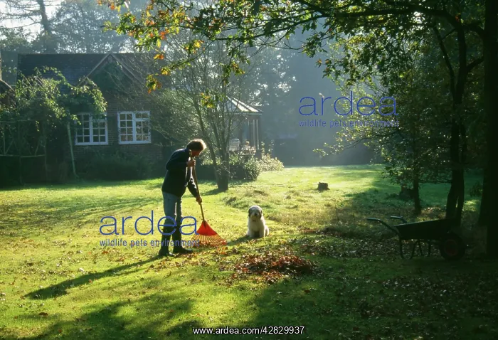 : Gardening - gardener clearing autumn leaves : Gardening - gardener clearing autumn leaves