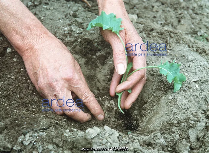 : GARDENING - Planting Kale : GARDENING - Planting Kale