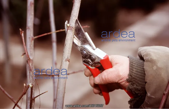 : GARDENING - Pruning : GARDENING - Pruning