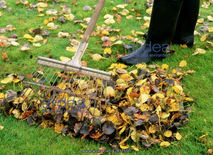  : Gardening - raking leaves