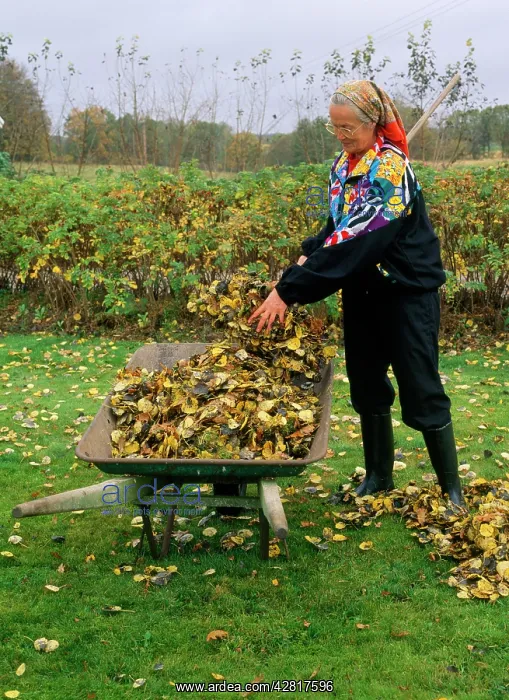 : Gardening - raking leaves : Gardening - raking leaves