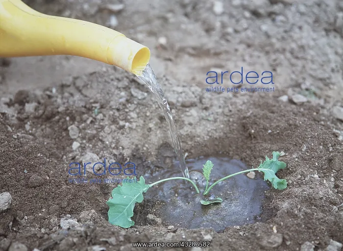 : GARDENING - watering hole : GARDENING - watering hole