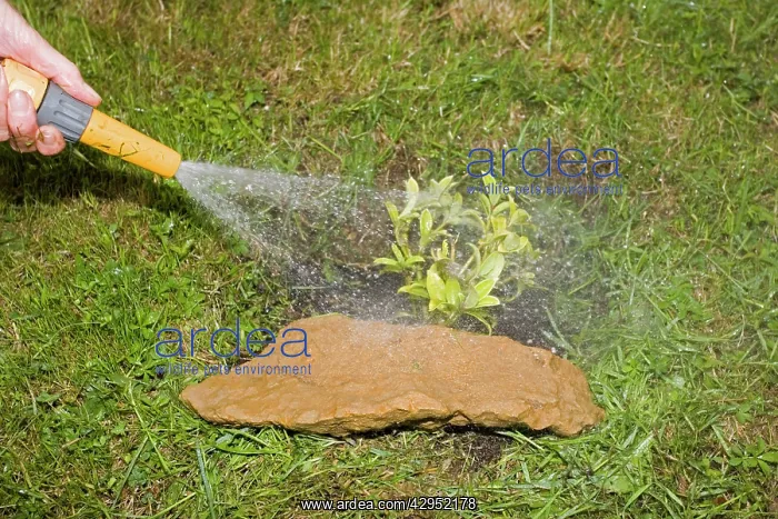 : Gardening - watering small shrub using spray head : Gardening - watering small shrub using spray head