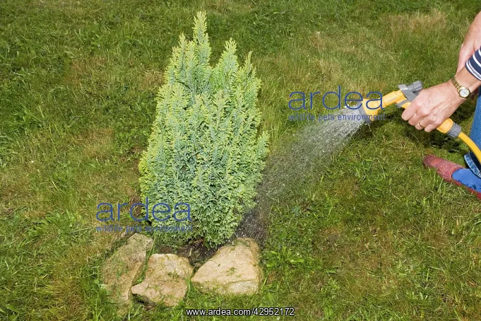 : Gardening - Woman gardener watering small tree : Gardening - Woman gardener watering small tree