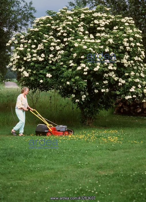 : GARDENING - Woman Mowing the lawn : GARDENING - Woman Mowing the lawn