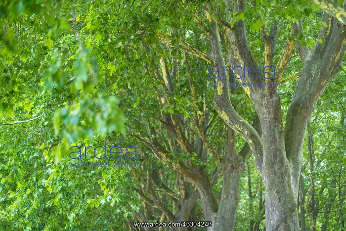  : Gardens of Rivau Castle, L&, x9b65;r&, x9b20;Indre-et-Loire