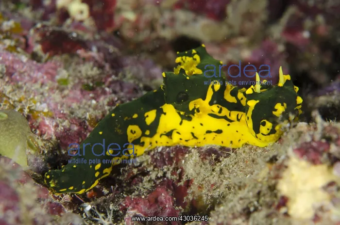 : Gardiner's Notodoris Nudibranch - Two Tree Island : Gardiner's Notodoris Nudibranch - Two Tree Island