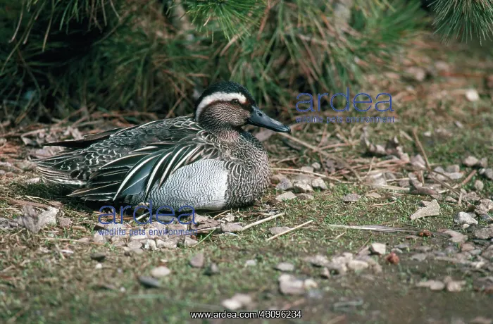 : Garganey. Male garganey (Anas querquedula), a small Eurasian teal : Garganey. Male garganey (Anas querquedula), a small Eurasian teal