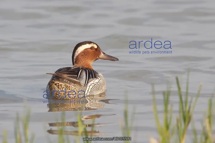 : Garganey (Anas querquedula) swimming in the water : Garganey (Anas querquedula) swimming in the water