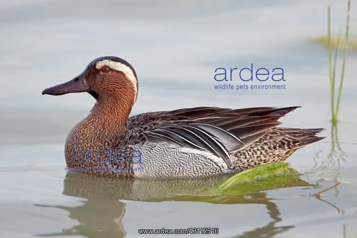 : Garganey (Anas querquedula) male swimming in a lake : Garganey (Anas querquedula) male swimming in a lake
