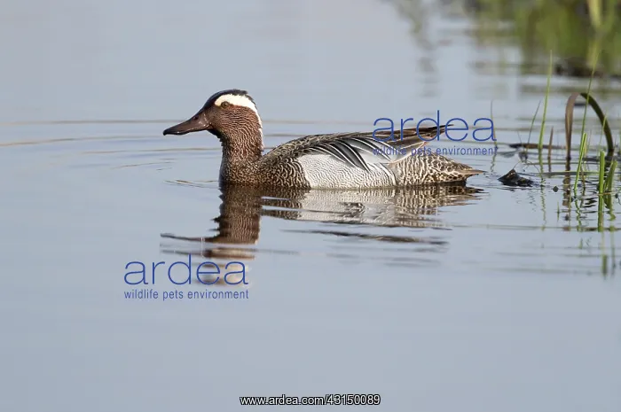 : Garganey (Anas querquedula) drake swimming on the water : Garganey (Anas querquedula) drake swimming on the water