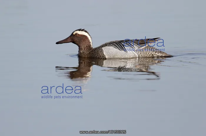 : Garganey (Anas querquedula) drake swimming on the water : Garganey (Anas querquedula) drake swimming on the water