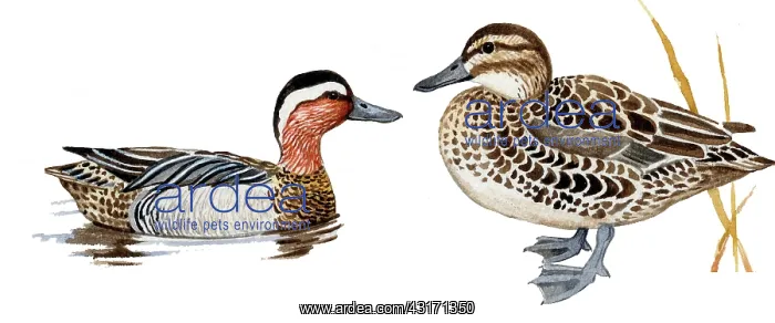 : Garganey (Spatula querquedula) male swimming and female standing : Garganey (Spatula querquedula) male swimming and female standing