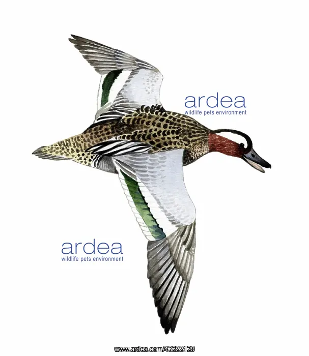 : Garganey. Gargeney (Spatula querquedula) male in flight : Garganey. Gargeney (Spatula querquedula) male in flight