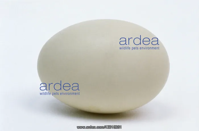 : Garganey (Anas querquedula) egg, Europe, Europe : Garganey (Anas querquedula) egg, Europe, Europe