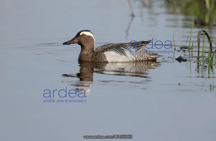  : Garganey (Anas querquedula) swimming on the water