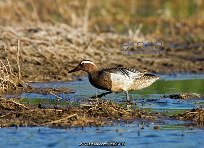 : Garganey - drake walking at waters edge : Garganey - drake walking at waters edge