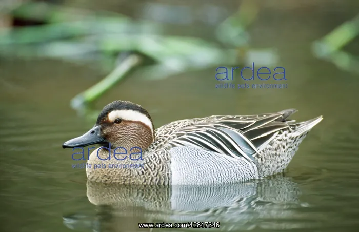 : GARGANEY DUCK - ON WATER : GARGANEY DUCK - ON WATER